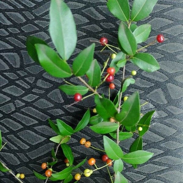 Myrcia Laruotteana