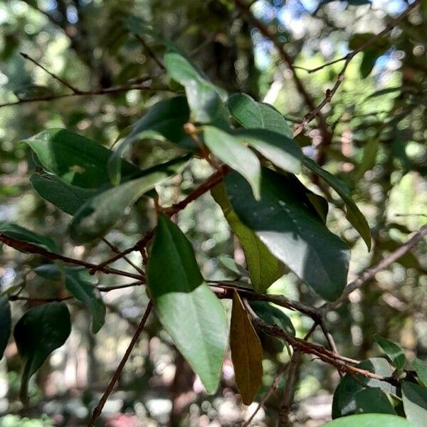 Myrcia Selloi