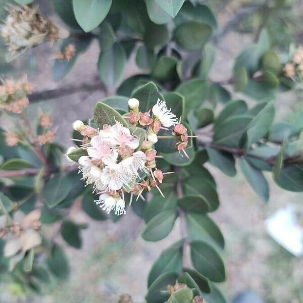 Myrcianthes Leucoxyla