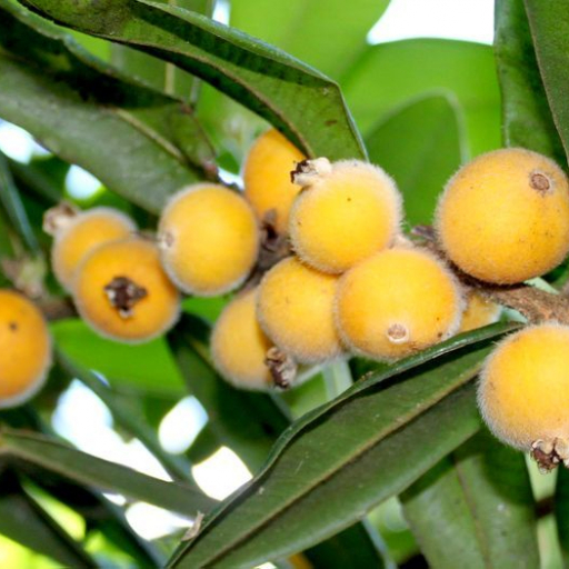 Myrciaria Glazioviana