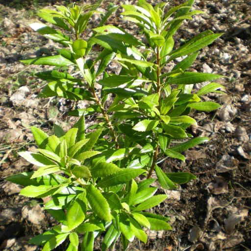 Myrica Californica
