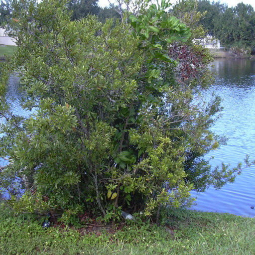 Myrica Cerifera