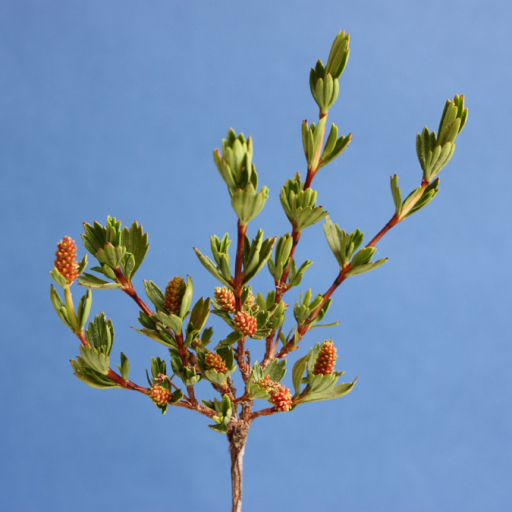 Myrothamnus Flabellifolius