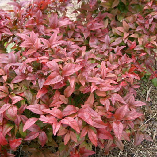 Nandina