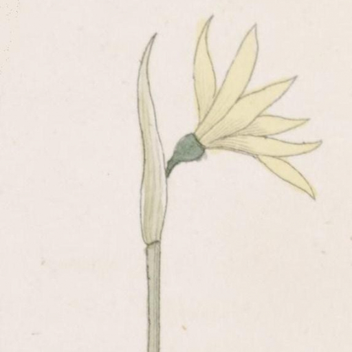 Narcissus Cavanillesii