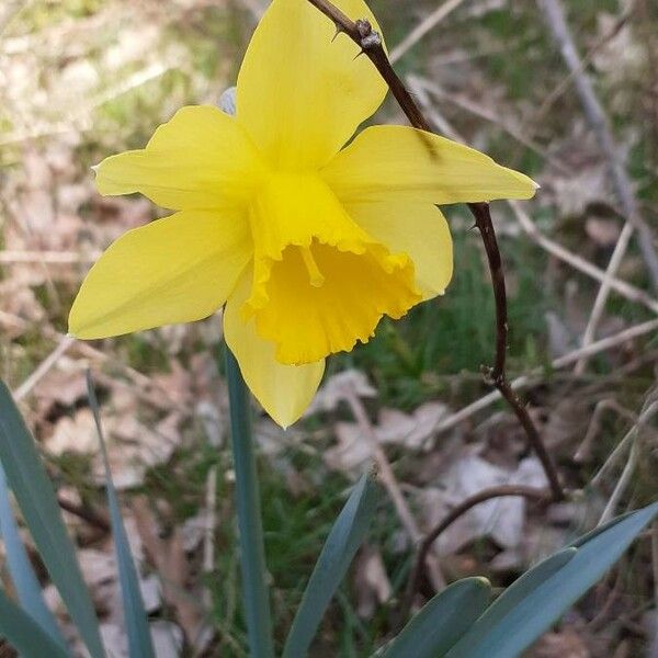 Narcissus X Incomparabilis