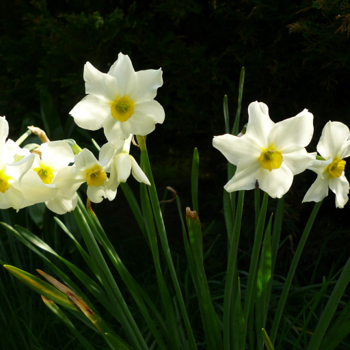 Narcissus X Medioluteus