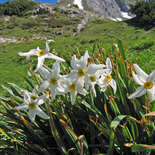 Narcissus