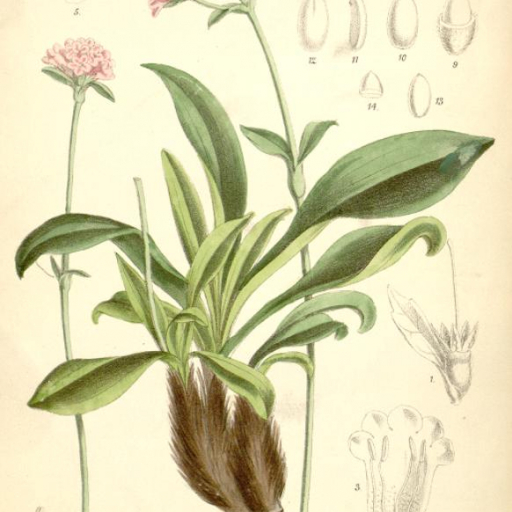 Nardostachys Jatamansi