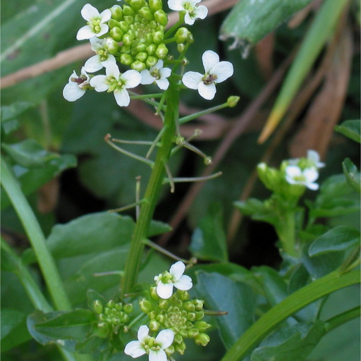 Nasturtium Microphyllum