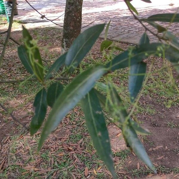 Nectandra Megapotamica