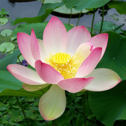 Nelumbo Nucifera