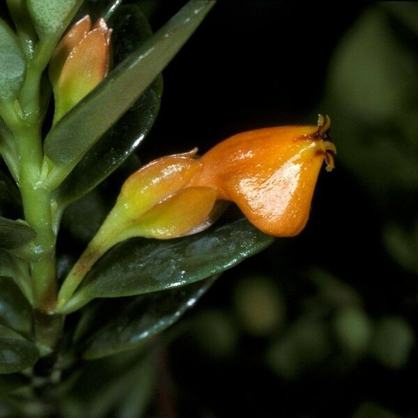 Nematanthus Strigillosus