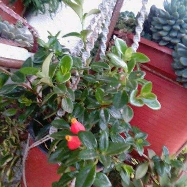 Nematanthus Wettsteinii