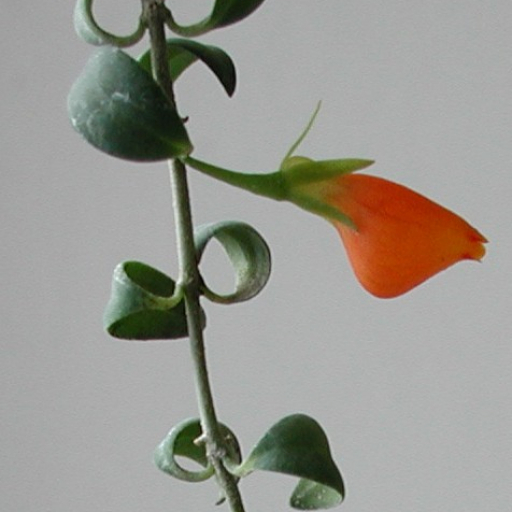 Nematanthus