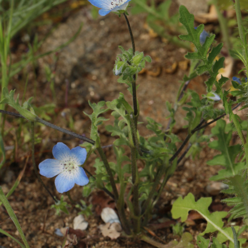 Nemophila Menziezii