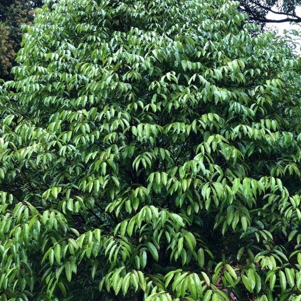 Chengal Chengal (Neobalanocarpus Heimii) Care Guide: Water, Soil & Propagation ...