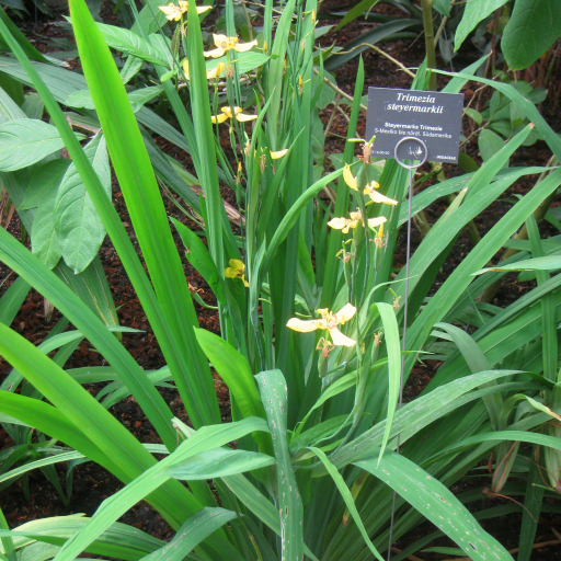 Neomarica
