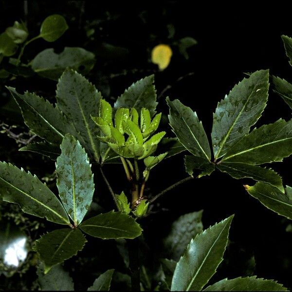 Neopanax Colensoi