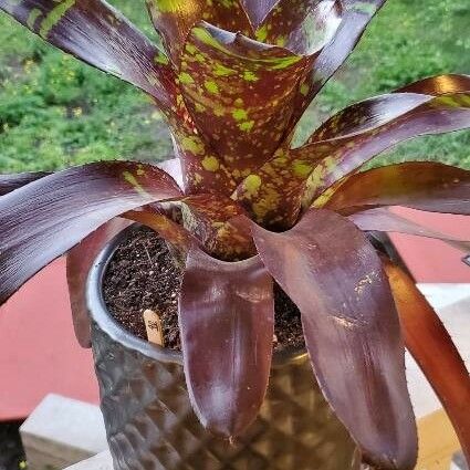 Neoregelia Chlorosticta