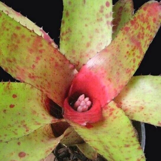 Neoregelia Olens