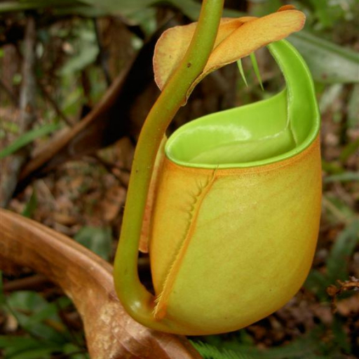 Nepenthes Bicalcarata