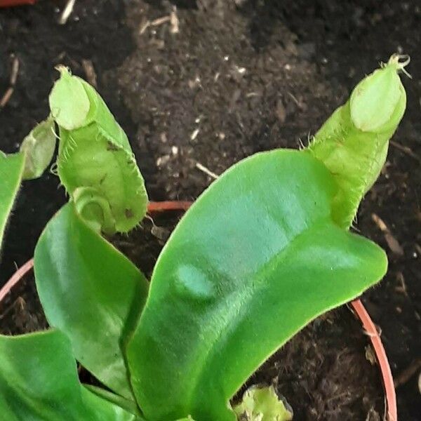 Nepenthes × Hookeriana