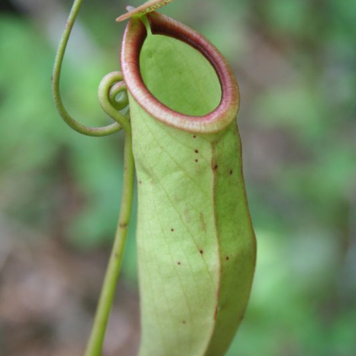 Nepenthes Mirabilis