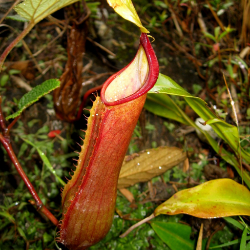 Nepenthes Tobaica