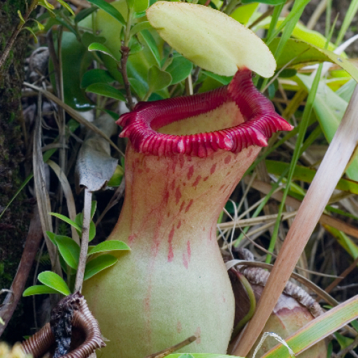 Nepenthes Ventricosa