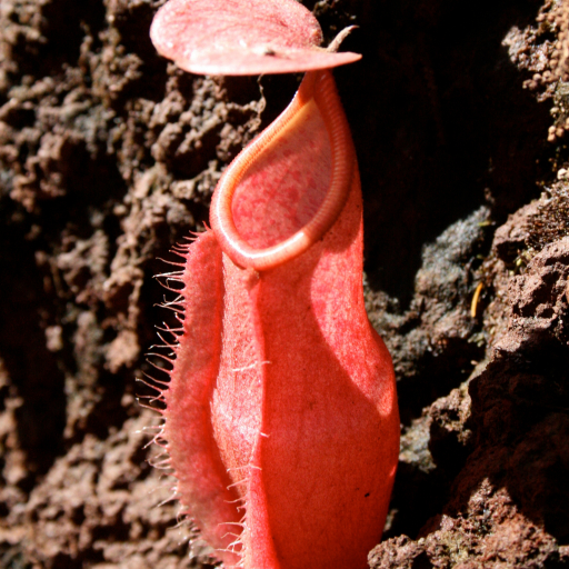 Nepenthes Vieillardii