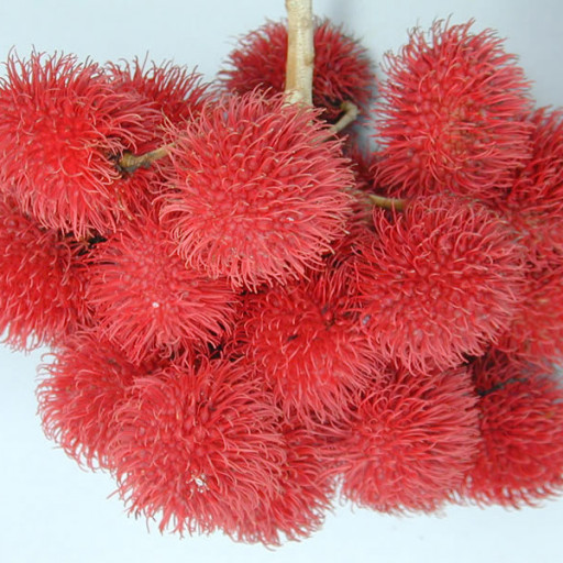 Nephelium Lappaceum