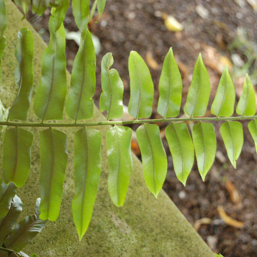 Nephrolepis Biserrata