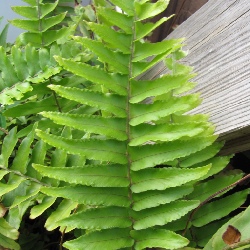 Nephrolepis Brownii