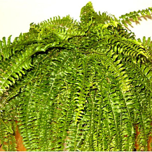 Nephrolepis Exaltata