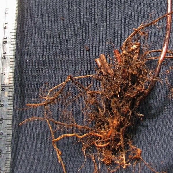 Nephrolepis Obtusiloba