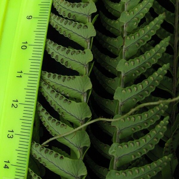 Nephrolepis Undulata