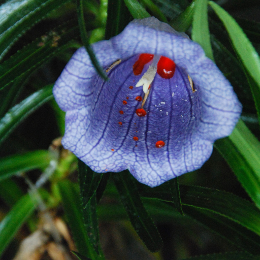 Nesocodon Mauritianus