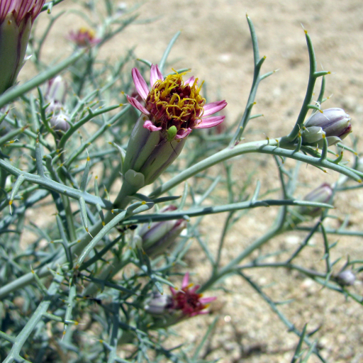 Nicolletia Occidentalis