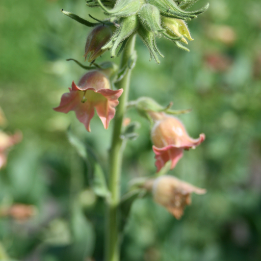 Nicotiana Glutinosa