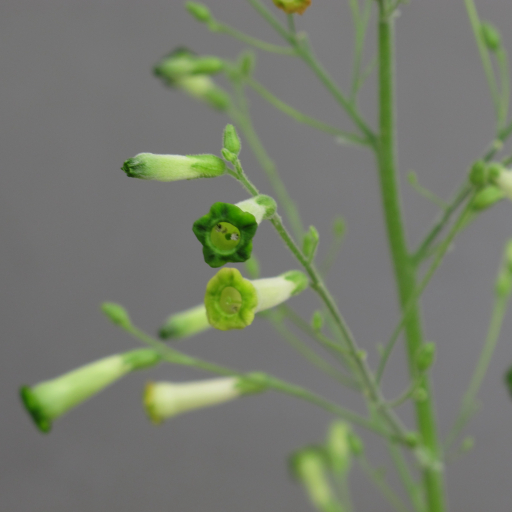 Nicotiana Paniculata