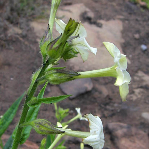 Nicotiana Quadrivalvis
