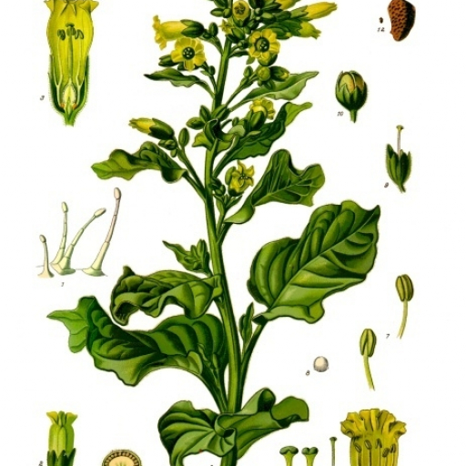 Nicotiana Rustica
