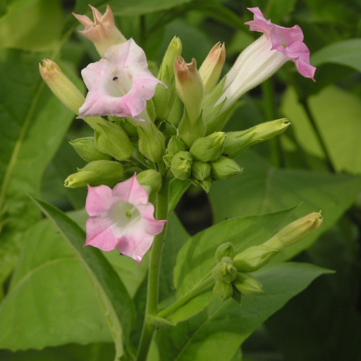 Nicotiana Tabacum
