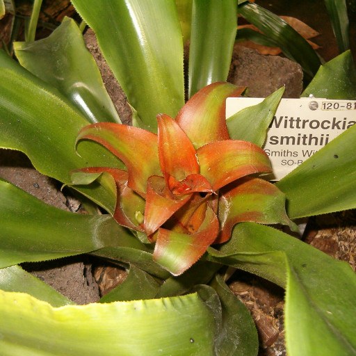 Nidularium Amazonicum