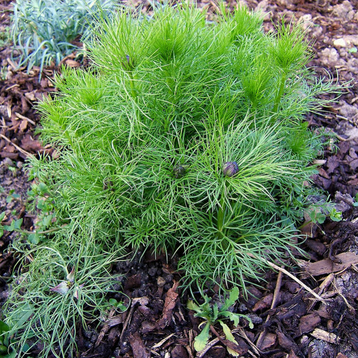 Nigella Damascena