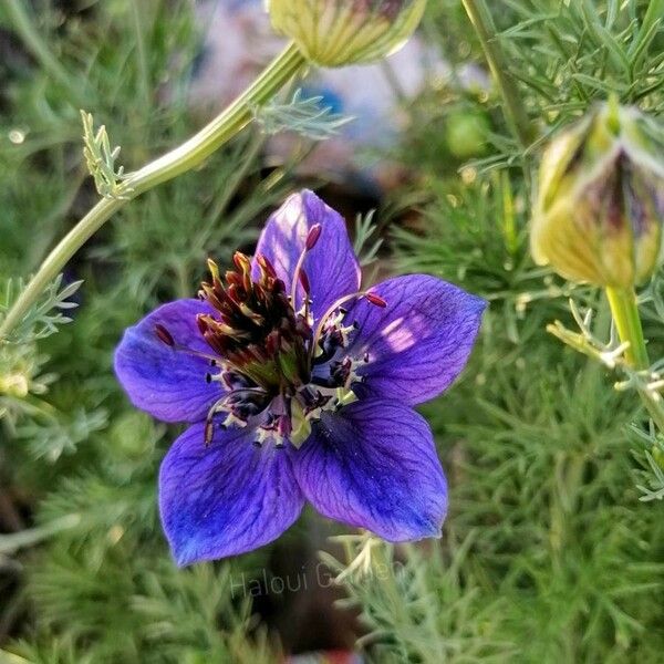 Nigella Hispanica