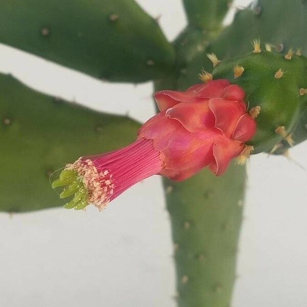 Nopalea Cochenillifera