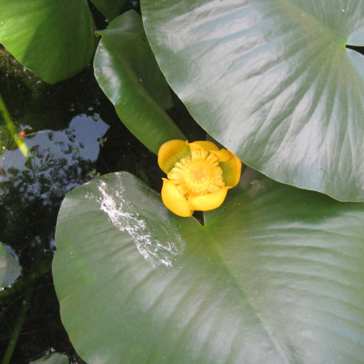 Spatterdock