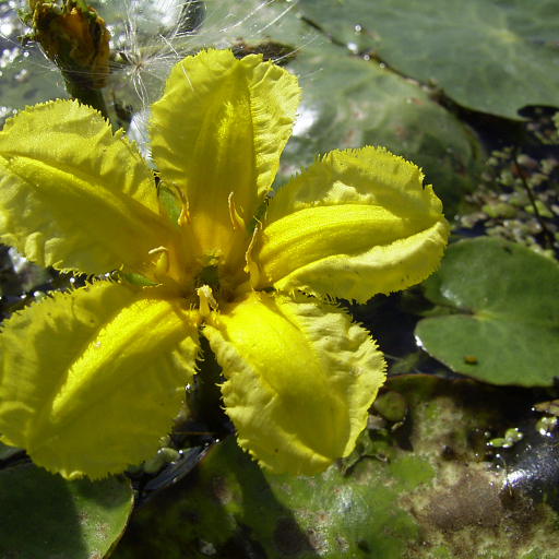 Yellow Floatingheart